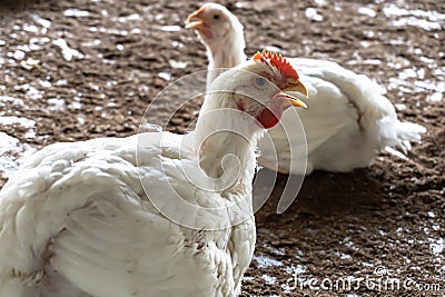Chicken face, Poultry farm with chicken. Husbandry. A overweight chicken panting in an indoor farm Stock Photo