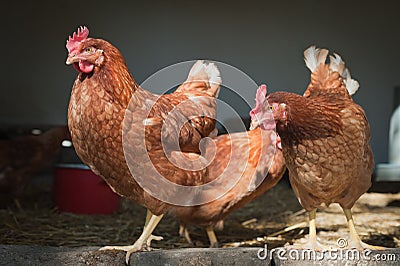 Chicken farm Stock Photo