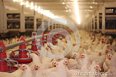 Chicken Farm Stock Photo