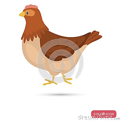 Chicken farm bird color flat icon Vector Illustration