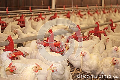 Chicken farm Stock Photo