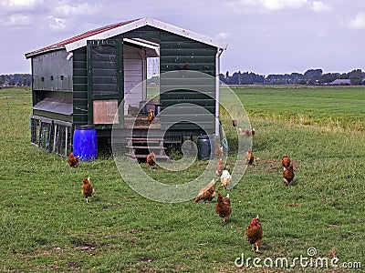 Chicken farm Stock Photo