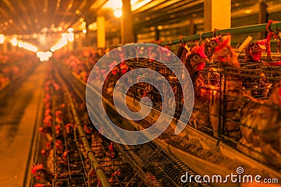 Chicken farm. Egg-laying chicken in battery cages. Commercial hens poultry farming. Layer hens livestock farm. Intensive poultry Stock Photo