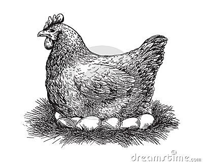 Chicken and eggs sketch vector Vector Illustration