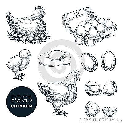 Chicken farm fresh eggs. Vector set of sketch design elements. Hand drawn hen, poultry and little chicken Vector Illustration