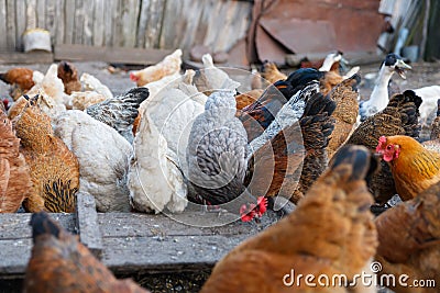 Chicken farm Stock Photo