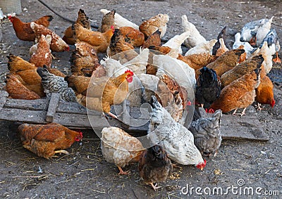 Chicken farm Stock Photo