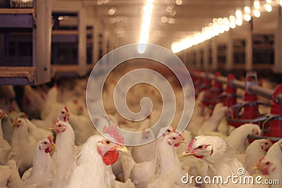 Chicken Farm, Poultry Stock Photo