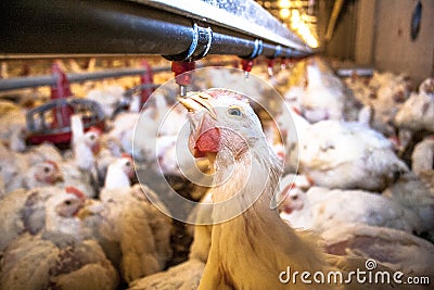 Chicken Farm Editorial Stock Photo