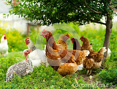 Chicken at the farm Stock Photo