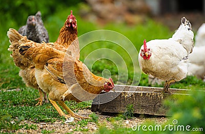 Chicken at the farm Stock Photo