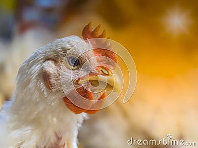 Chicken farming with yellow light Stock Photo