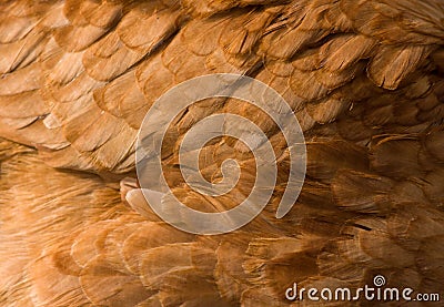 Chicken feather background Stock Photo