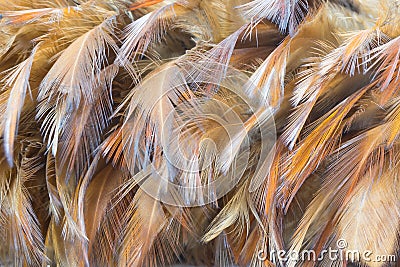 Chicken Feather Stock Photo