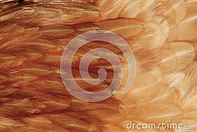 Chicken feather texture Stock Photo