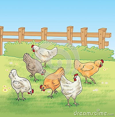 Chicken feeding in the farm Stock Photo