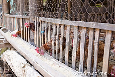 Chicken feeding in market Stock Photo