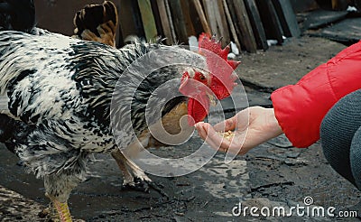Chicken feeding from woman palm Stock Photo