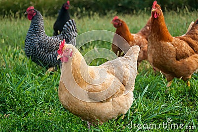 Chicken flock Stock Photo