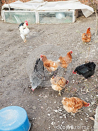 Chicken flock on poultry yard Stock Photo