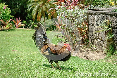 Chicken free-roaming in a tropical garden Stock Photo