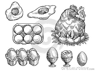 Chicken on the nest and fresh eggs, vector illustration. Farm vintage sketch. Vector Illustration