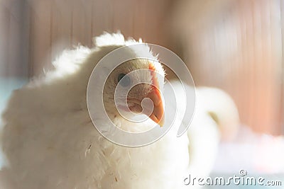 A chicken grows in a cage Stock Photo