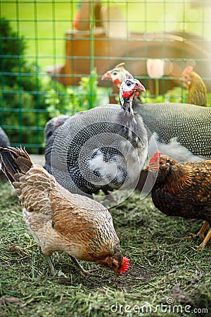 Chicken and guinea fowl on a sunny day Stock Photo