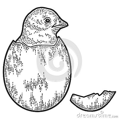 Chicken hatched from egg. Sketch scratch board imitation. Vector Illustration