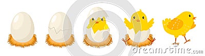 Chicken hatching stages. Newborn little cute chick, small baby bird emergence from egg, cracked shell in laying hens Vector Illustration