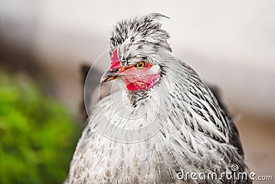 Chicken head with tuft. Silver-gray tint feathered bird. Stock Photo