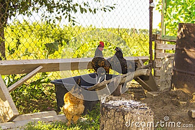 Chicken of the hen on axe Stock Photo