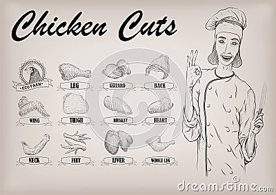 Chicken hen cutting meat scheme parts brisket, neck, wing fillet Vector Illustration