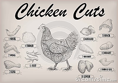 Chicken hen cutting meat scheme parts carcass brisket neck wing Vector Illustration