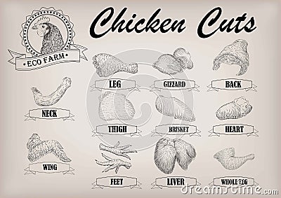 Chicken hen cutting meat scheme parts carcass brisket neck wing Vector Illustration