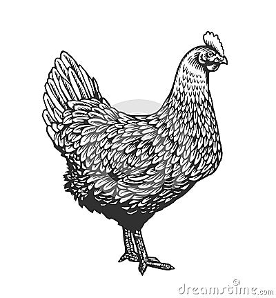 Chicken or hen drawn in vintage engraving or etching style. Farm poultry bird isolated on white background. Vector Vector Illustration