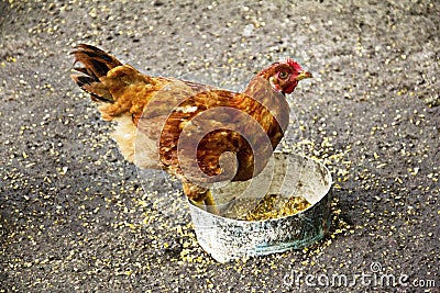 Chicken hen looking for feed Stock Photo