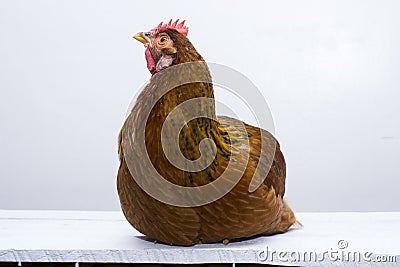 Chicken or Hen lying or roosting on a white weathered board Stock Photo