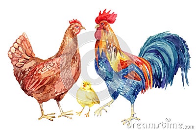 Chicken, hen, rooster, egg . Watercolor painting Cartoon Illustration