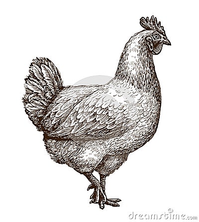 Chicken, hen sketch. Poultry farm concept. Drawn vintage vector illustration Vector Illustration