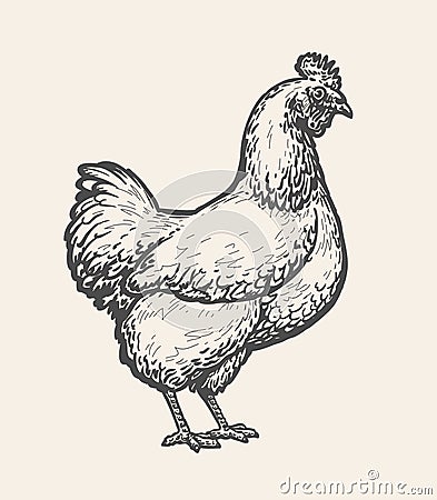 Chicken, hen sketch. Poultry farm, farming concept. Vintage vector illustration Vector Illustration