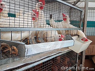 Chicken hens in a cage poultry Stock Photo