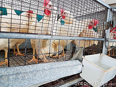 Chicken hens in a cage poultry Stock Photo