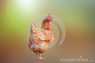 chicken hens standing isolated background Stock Photo