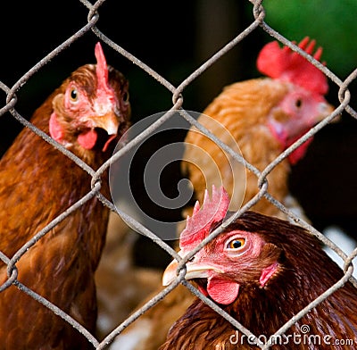 Chicken inmates Stock Photo
