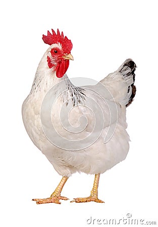 Chicken isolated on white. Stock Photo