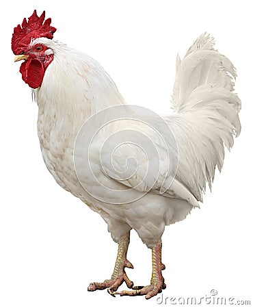 Chicken isolated on a white background Stock Photo