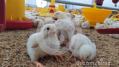 Chicken kept in close house Stock Photo