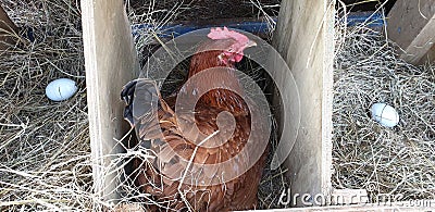 Chicken laying an egg in a nesting box Stock Photo