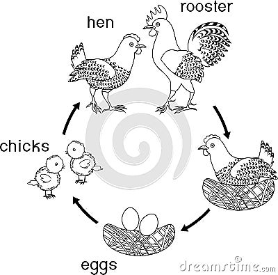 Chicken life cycle. Stock Photo